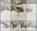 Puppy Olaf French Bulldog