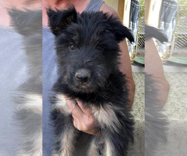 Medium Photo #2 German Shepherd Dog-Unknown Mix Puppy For Sale in Incline Village, NV, USA
