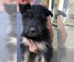 Small #1 German Shepherd Dog Mix
