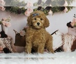 Puppy 10 Goldendoodle (Miniature)