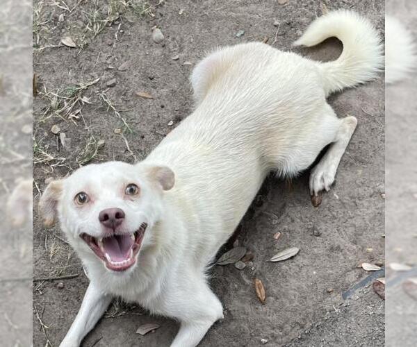 Medium Photo #1 Chihuahua-Unknown Mix Puppy For Sale in Texas City, TX, USA