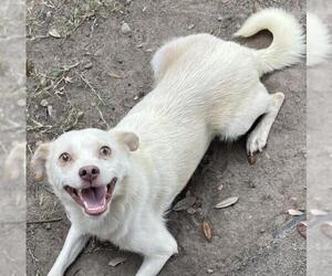 Chihuahua-Unknown Mix Dogs for adoption in Texas City, TX, USA