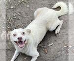 Small Chihuahua Mix