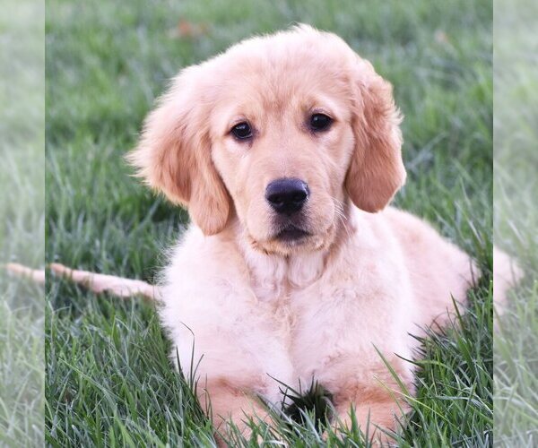 Medium Photo #1 Golden Retriever Puppy For Sale in ATLANTA, GA, USA