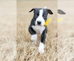 Small Photo #1 American Pit Bull Terrier-Labrador Retriever Mix Puppy For Sale in McKinney, TX, USA