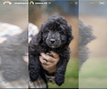 Puppy Puppy 6 Aussiedoodle Miniature 