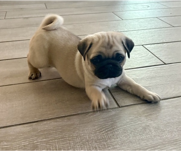 Medium Photo #2 Pug Puppy For Sale in FERNANDINA BEACH, FL, USA