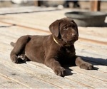 Puppy Cocoa Labrador Retriever