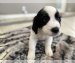 Small Photo #3 English Springer Spaniel Puppy For Sale in CHAPEL HILL, NC, USA