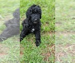 Small #2 Labradoodle