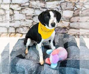 Monica - Female Mutt Dog for Adoption - Photo #2