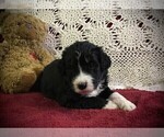 Small Photo #8 Bernedoodle Puppy For Sale in CLARE, MI, USA
