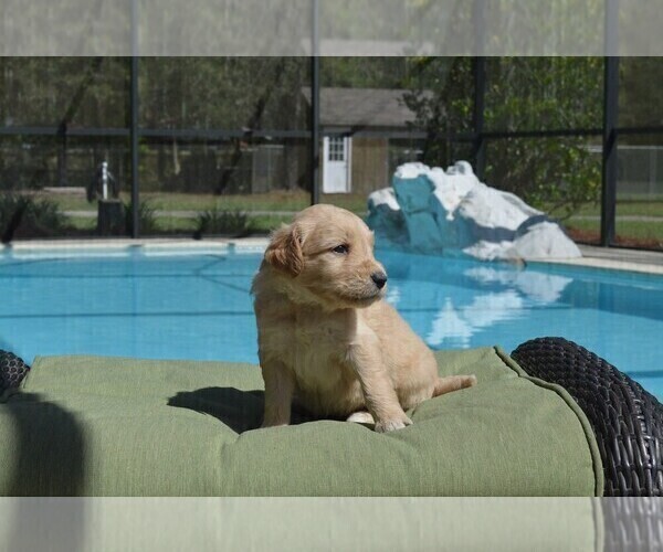 Medium Photo #3 Goldendoodle Puppy For Sale in LIVE OAK, FL, USA