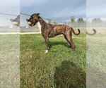 Small #3 American Staffordshire Terrier Mix