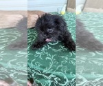 Small #1 Shih Tzu