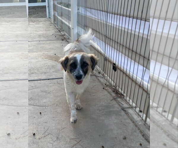 Medium Photo #6 Maltese-Unknown Mix Puppy For Sale in La Verne, CA, USA