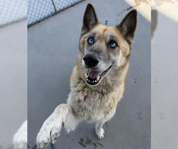 Medium Photo #1 German Shepherd Dog Puppy For Sale in Bakersfield, CA, USA