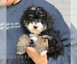 Small #1 Bernedoodle (Miniature)