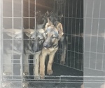 Small Photo #1 German Shepherd Dog Puppy For Sale in WILMINGTON, IL, USA