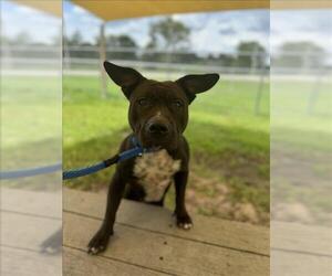 American Pit Bull Terrier Dogs for adoption in Vero Beach, FL, USA