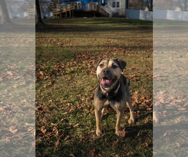 Medium Photo #9 Mutt Puppy For Sale in Chester, NJ, USA