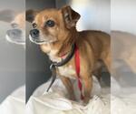 Small Chihuahua Mix