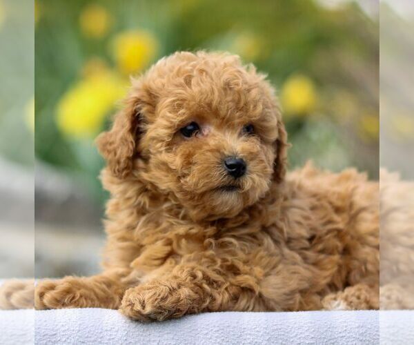 Medium Photo #2 Bichpoo Puppy For Sale in GORDONVILLE, PA, USA