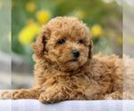 Small Photo #2 Bichpoo Puppy For Sale in GORDONVILLE, PA, USA