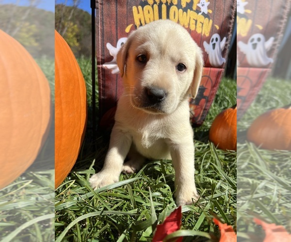 Medium Photo #1 Labrador Retriever Puppy For Sale in NEOLA, WV, USA