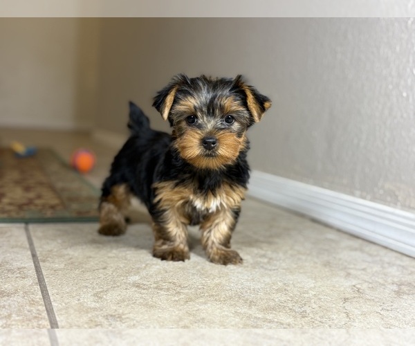 Medium Photo #5 Yorkshire Terrier Puppy For Sale in TUCSON, AZ, USA