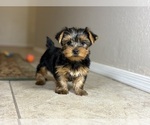 Small #4 Yorkshire Terrier