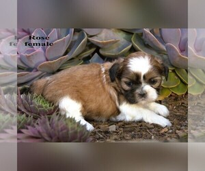 Shih Tzu Puppy for sale in CLARE, MI, USA