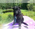Small #7 German Shepherd Dog