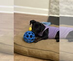 Small Photo #3 Mutt Puppy For Sale in Evansville, IN, USA