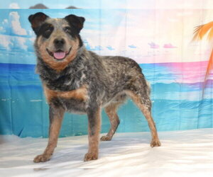 Mutt Dogs for adoption in Oroville, CA, USA