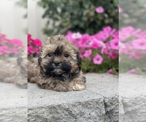 Havanese Puppy for Sale in CANOGA, New York USA