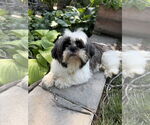 Small #4 Shih Tzu