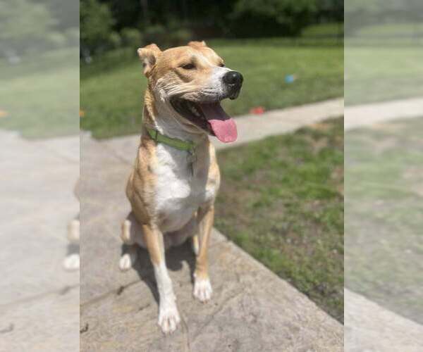 Medium Photo #12 Carolina Dog-Labrador Retriever Mix Puppy For Sale in Springdale, PA, USA