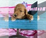 Small Photo #4 Poodle (Standard) Puppy For Sale in TAMPA, FL, USA