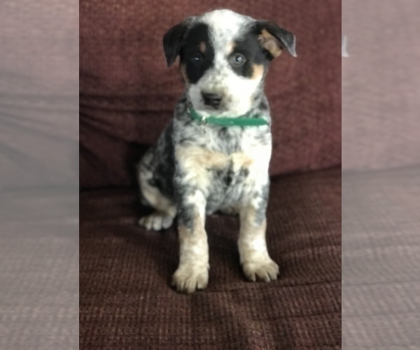 Medium Photo #11 Australian Cattle Dog Puppy For Sale in BOWLING GREEN, KY, USA