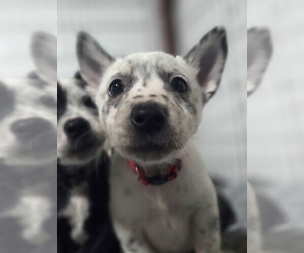 Medium Photo #2 Mutt Puppy For Sale in Garden City, NY, USA