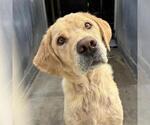 Small Labrador Retriever