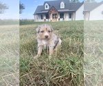 Small Photo #1 Miniature Australian Shepherd Puppy For Sale in BLUE EYE, MO, USA
