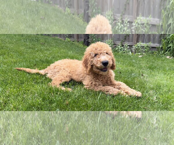 Medium Photo #4 Golden Retriever Puppy For Sale in Wheaton, IL, USA