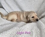 Puppy Light Pink Golden Irish