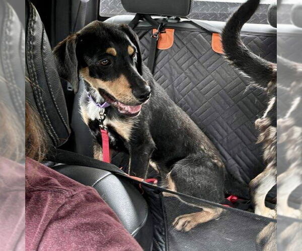 Medium Photo #4 Mutt Puppy For Sale in Brewster, NY, USA