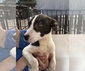 Border Collie-Unknown Mix Dogs for adoption in Foristell, MO, USA