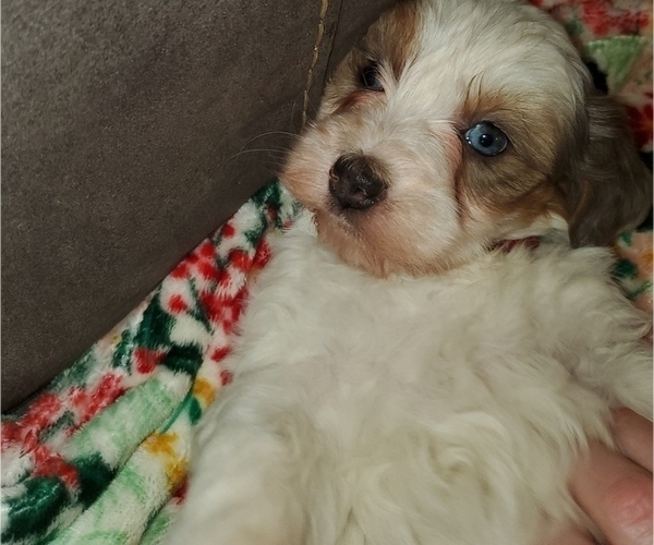 Medium Photo #10 Bernedoodle (Miniature) Puppy For Sale in LEETONIA, OH, USA