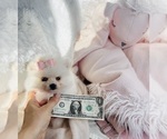 Small #14 Pomeranian