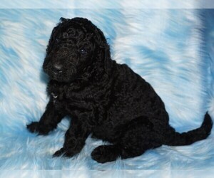 Labradoodle Puppy for sale in LA HABRA, CA, USA
